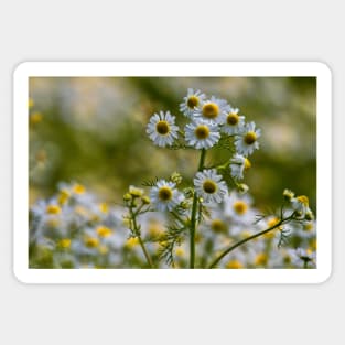 English Wild Flowers - Chamomile Sticker